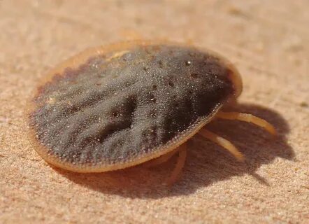 Alveonasus Lahorensis