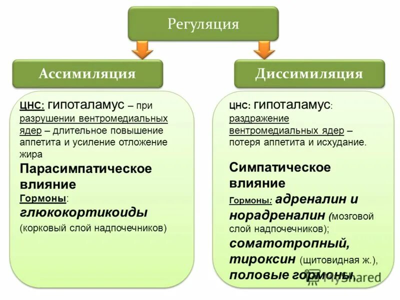 Пример процесса ассимиляции в организме человека. Конспект по биологии метаболизм ассимиляция и диссимиляция. Метаболизм схема ассимиляция. Процессы ассимиляции и диссимиляции веществ.. Характеристика ассимиляции и диссимиляции.