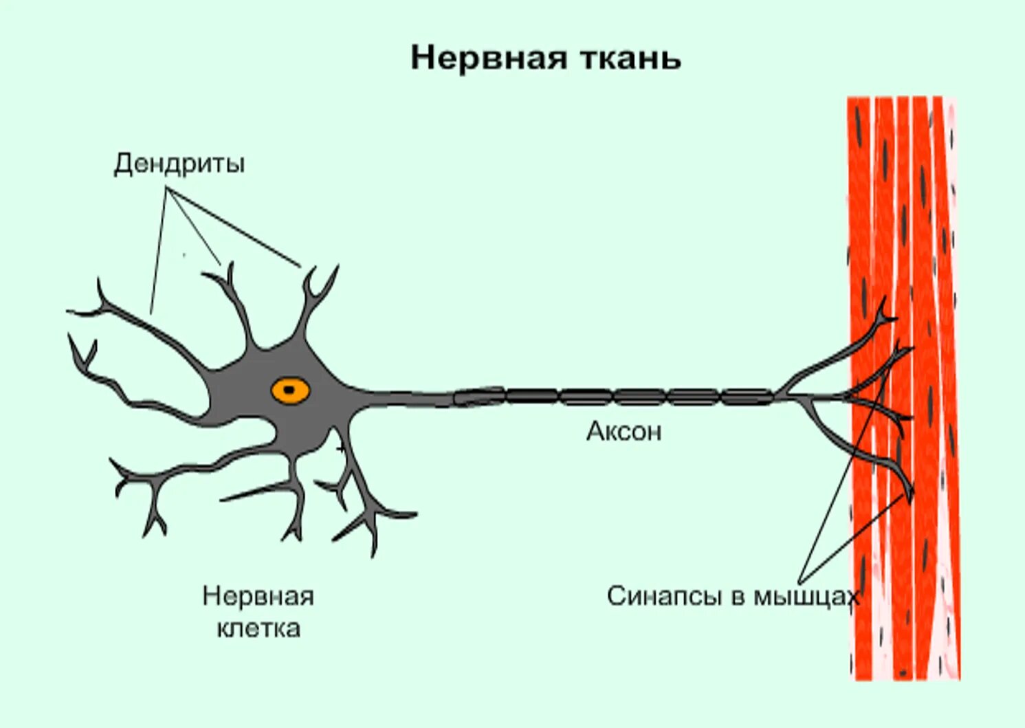 Какие органы образует нервная ткань. Нервная ткань. Нервная ткань животных. Строение нервной ткани животных. Структура нервной ткани.