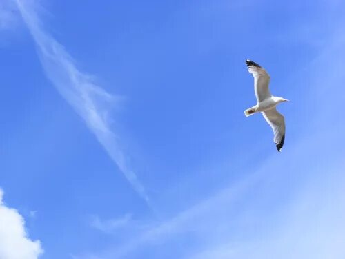 Песня как жаль птицей в небо. Птицы в небе. Птицы в голубом небе. Голуби в небе. Птица памяти.