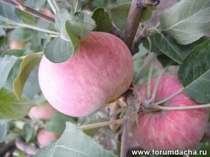 Сорт яблони кубанская багряная