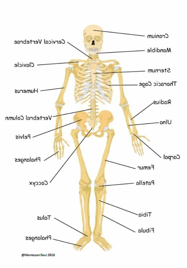 Скелет человека. Скелет человека на английском языке. Части тела на английском скелет. Скелет человека с английскими подписями. Bones osu