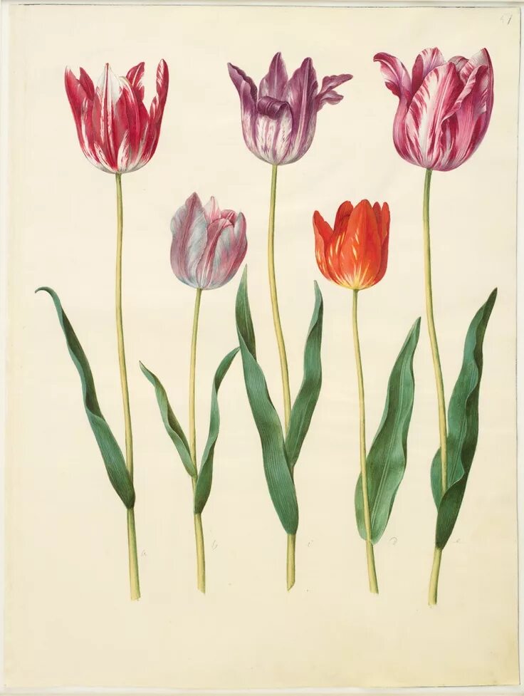 Tulipa gesneriana. Тюльпан Гюнтера. Тюльпан Ботанический атлас. Тюльпан Геснера. Тюльпан ботаника
