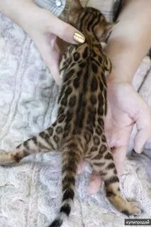 Вес бенгальского котенка