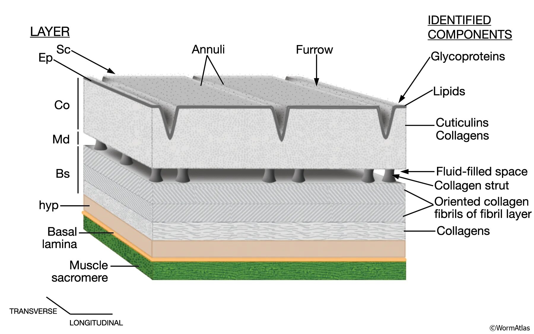 Eigen layer. Cross section. cross-section of the road. road layers. cuticular.