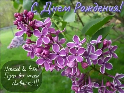 Открытка с днем рождения женщине сирень