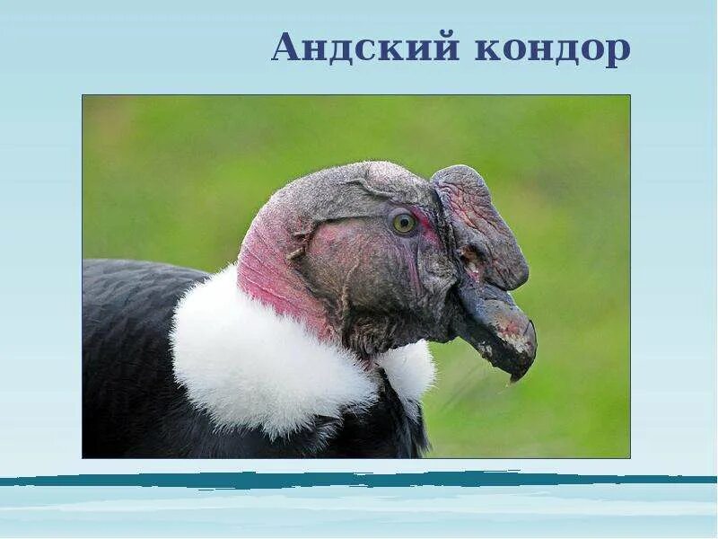 Калифорнийский кондор птицы северной америки. Калифорнийский кондор птица. Андский и калифорнийский кондор. Кондор эмблема. Птица кондор ударение.