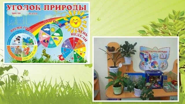 Картинка уголок природы в детском саду. Картинка уголок природы в детском саду