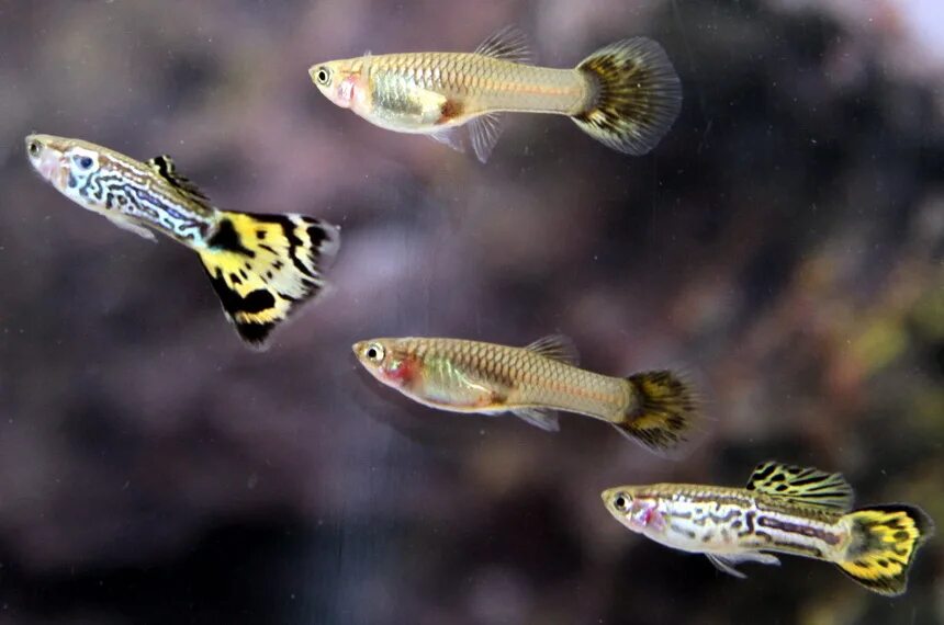 гуппи рыбки. живородящие аквариумные рыбки гуппи. гуппи эндлера самка. гуппи poecilia reticulata. гуппи эндлера скай блю.