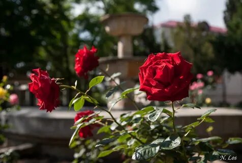 Culture rose