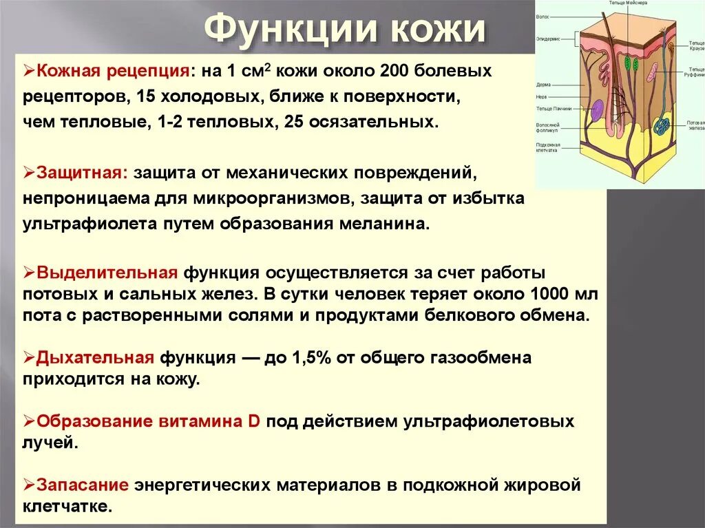 Функция холодовых рецепторов кожи. (Тепловых и холодовых) рецепторы. Кожная рецепция. Кожная рецепция функции. Функция холодовых рецепторов.