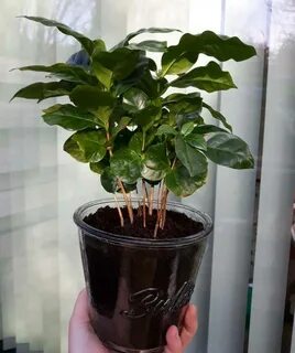 Кофейное дерево в горшке как ухаживать