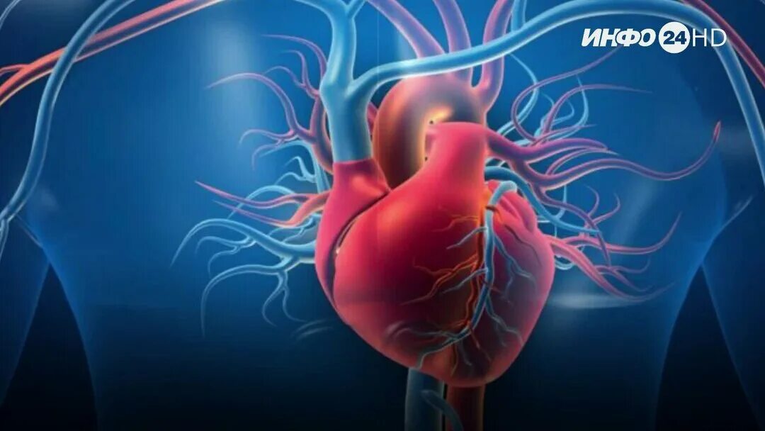 Заболевания сердца фото. New cardiovascular risk. Сердце человека фото настоящее. Кардиология. Сердечно-сосудистые заболевания и онкология.