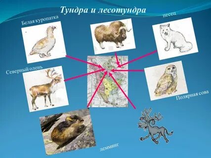 Тундра и лесотундра растения и животные