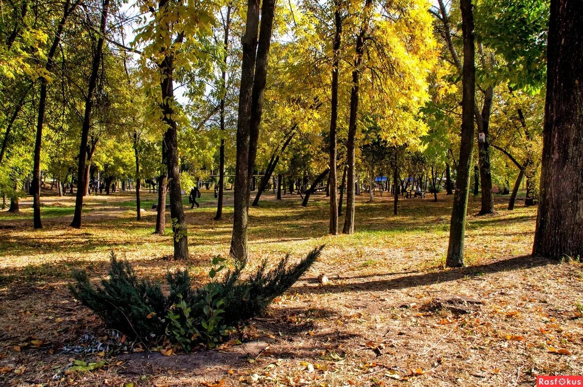 парк дубовая роща москва. сквер дубовая роща самара. дубовая роща йошкар-ола. сквер дубовая роща ставрополь. парк дубовая роща ожерелье.