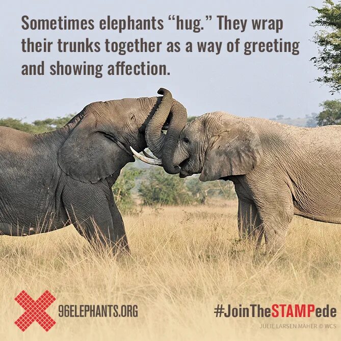 Hug картинка слоны. Hugging Elephants.
