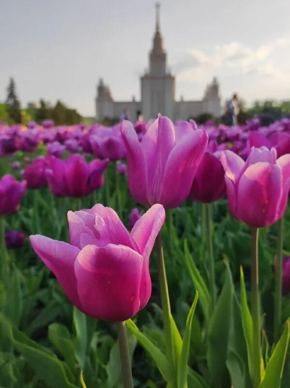москва весной. тюльпаны в москве. тюльпан ред дресс (триумф).
