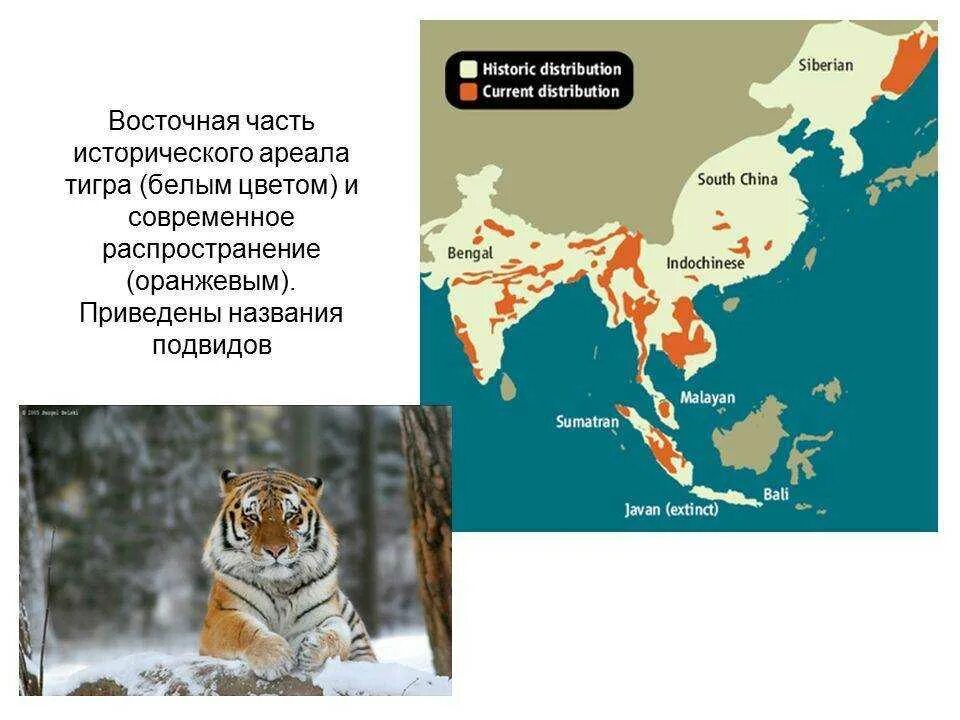 Амурский тигр ареал обитания. Ареал обитания Амурского тигра. Дальневосточный леопард ареал обитания. Амурский тигр ареал обитания в России. Карта амурский тигр