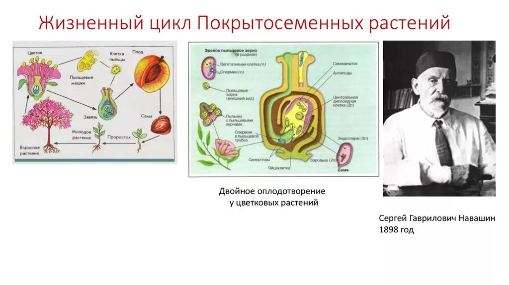 Двойное оплодотворение у покрытосеменных растений. Цикл развития двойного оплодотворения покрытосеменных. Навашин двойное оплодотворение цветковых растений.