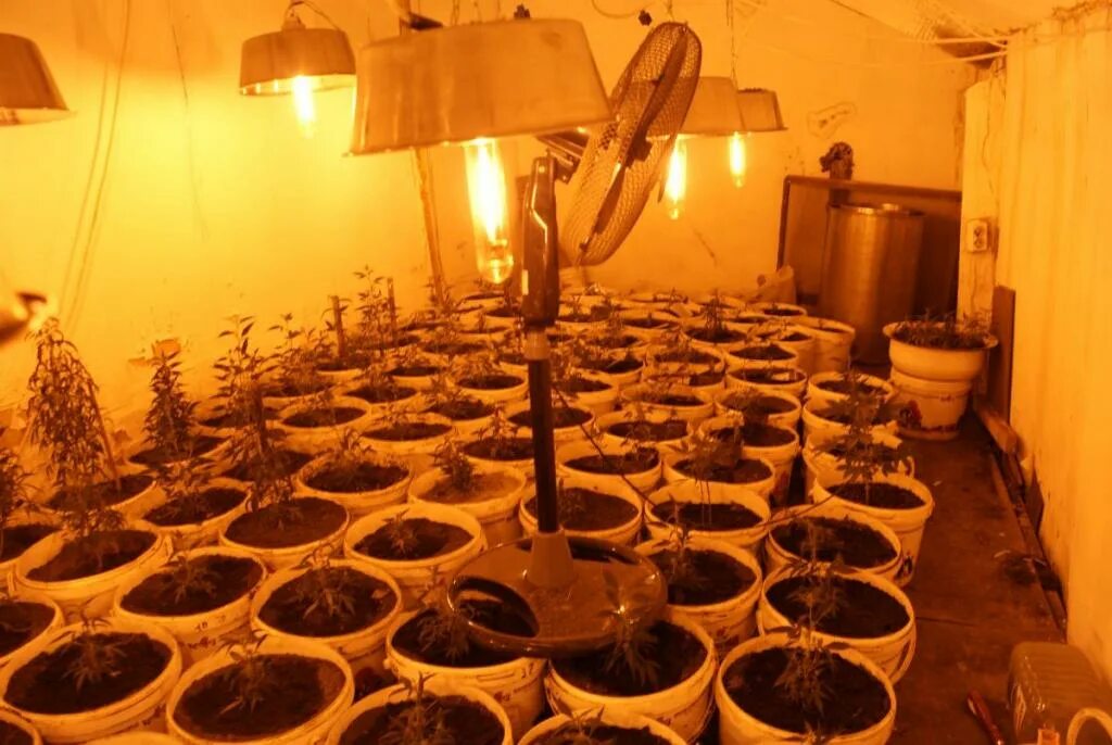 огород в подвале. гидропоника в погреб. канабис лаборатория. выращивание в подвале. теплица марихуаны.