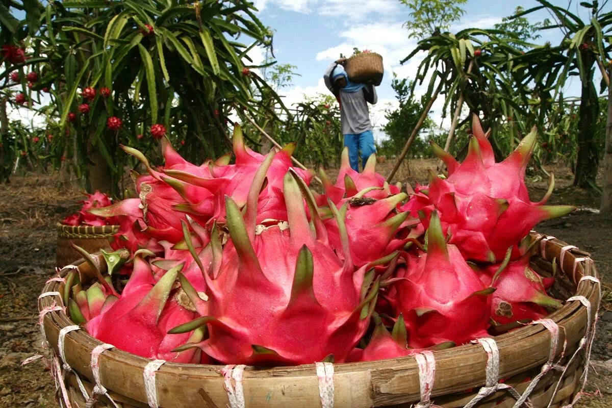 кактус питахайя. драконий фрукт. драконий фрукт. питайя растет. питахайя плантации.
