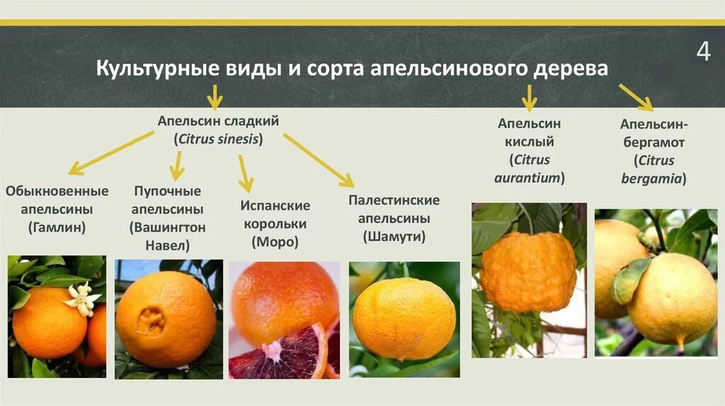 Можно ли цитрусовые при температуре