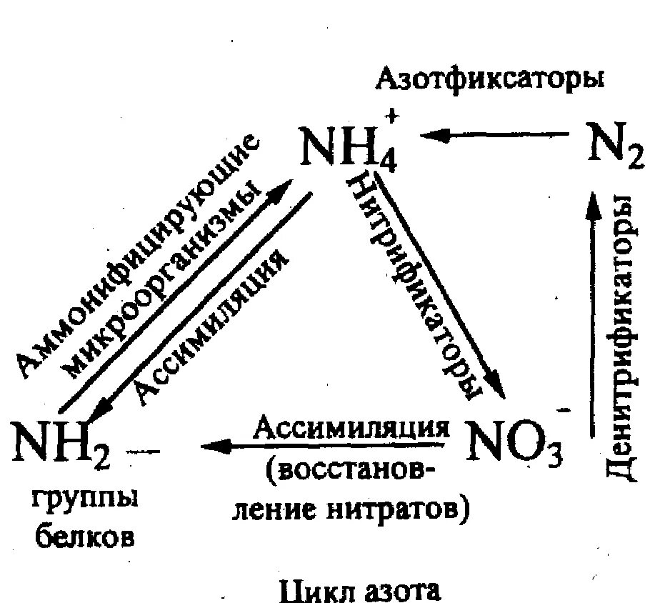 Захват азота. Ассимиляция азота. Первичная ассимиляция азота. Ассоциативные азотфиксаторы. Первичная ассимиляция аммиака.