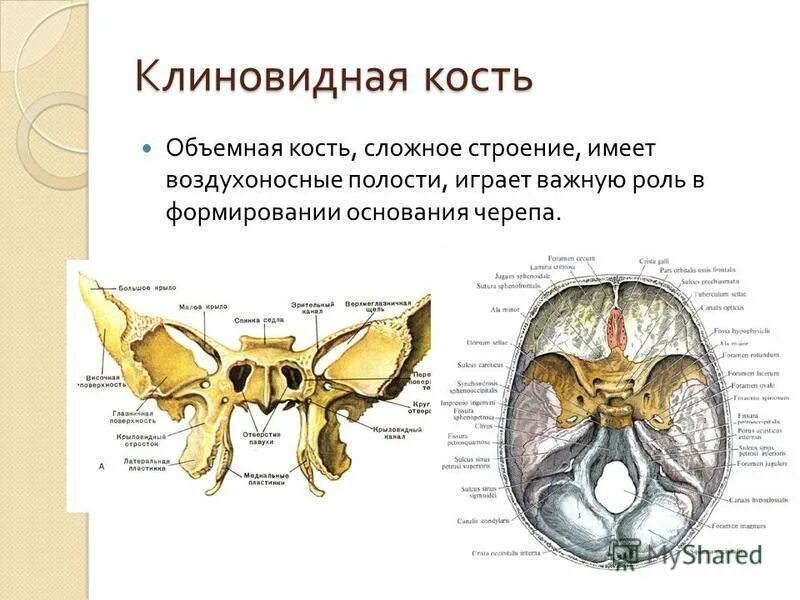 Воздухоносные кости черепа функции. Пневматические кости воздухоносные кости. Воздухоносные кости черепа функции. Пневматические воздухоносные кости черепа. Функции воздухоносных костей.