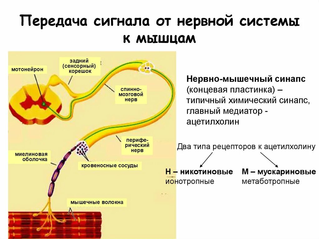Путь передачи нервного импульса в мозг. Нервная система передача сигнала. Передача импульсов в нервной системе. Путь передачи нервного импульса в центральную нервную систему. Передача нервного импульса к мышцам.