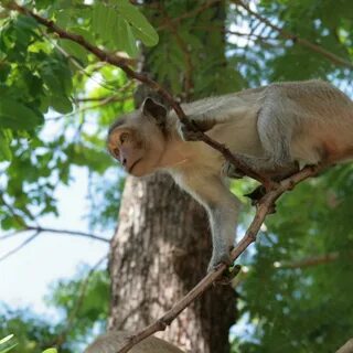 Monkey tree
