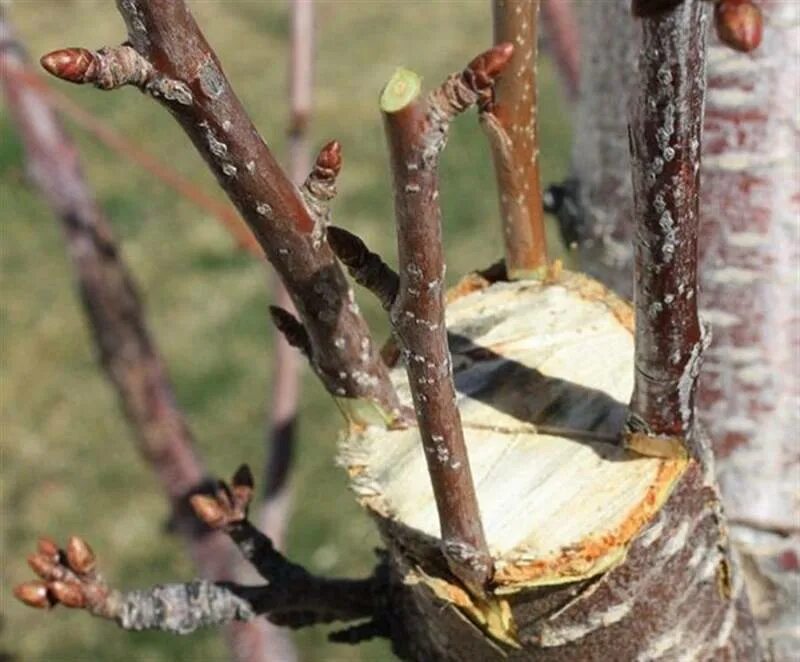 Можно ли привить сливу на вишню. Весенняя окулировка черешни. Весенняя окулировка абрикоса. Окулировка вишни. Прививка яблони груша черешня абрикос.