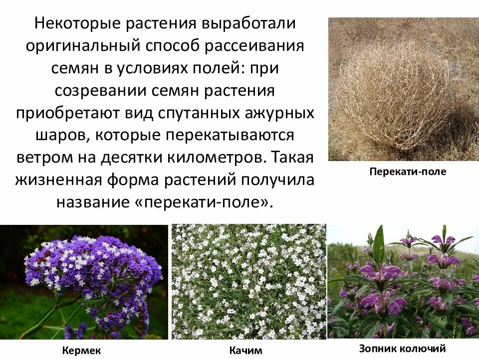 Растительный мир лесостепи. Какие растения в лесостепи. Растительный мир степи в евразии. Флора лесостепи. Растения лесостепи и степи в евразии.