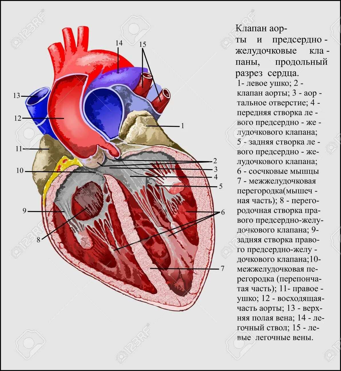 Предсердно желудочковые клапаны сердца. Сердце продольный разрез. Клапаны сердца в разрезе. Сердце в разрезе. Клапан правого предсердно желудочкового отверстия