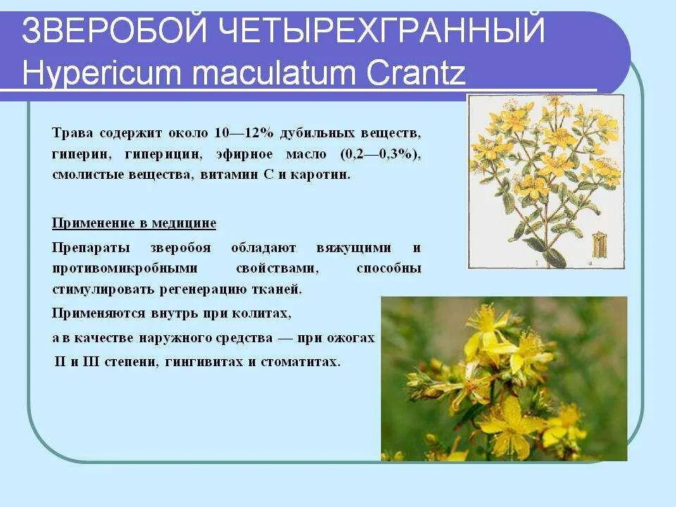 Народное применение зверобоя. Зверобой лекарственное растение. Зверобой целебные свойства растения. Зверобой лечебные свойства. Зверобой характеристика.