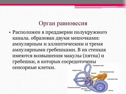 Орган равновесия у пресмыкающихся