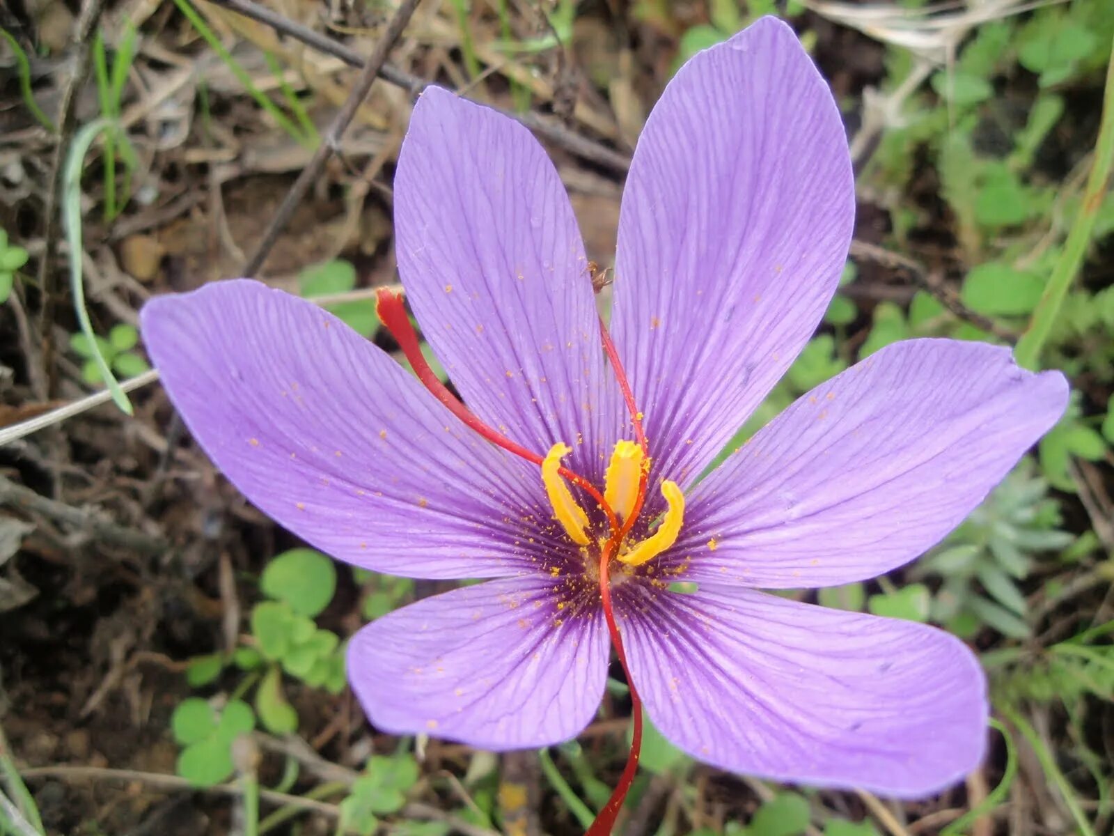 Шафран растение. Шафран Дубравный. Шафран полосатый. Crocus sativus.