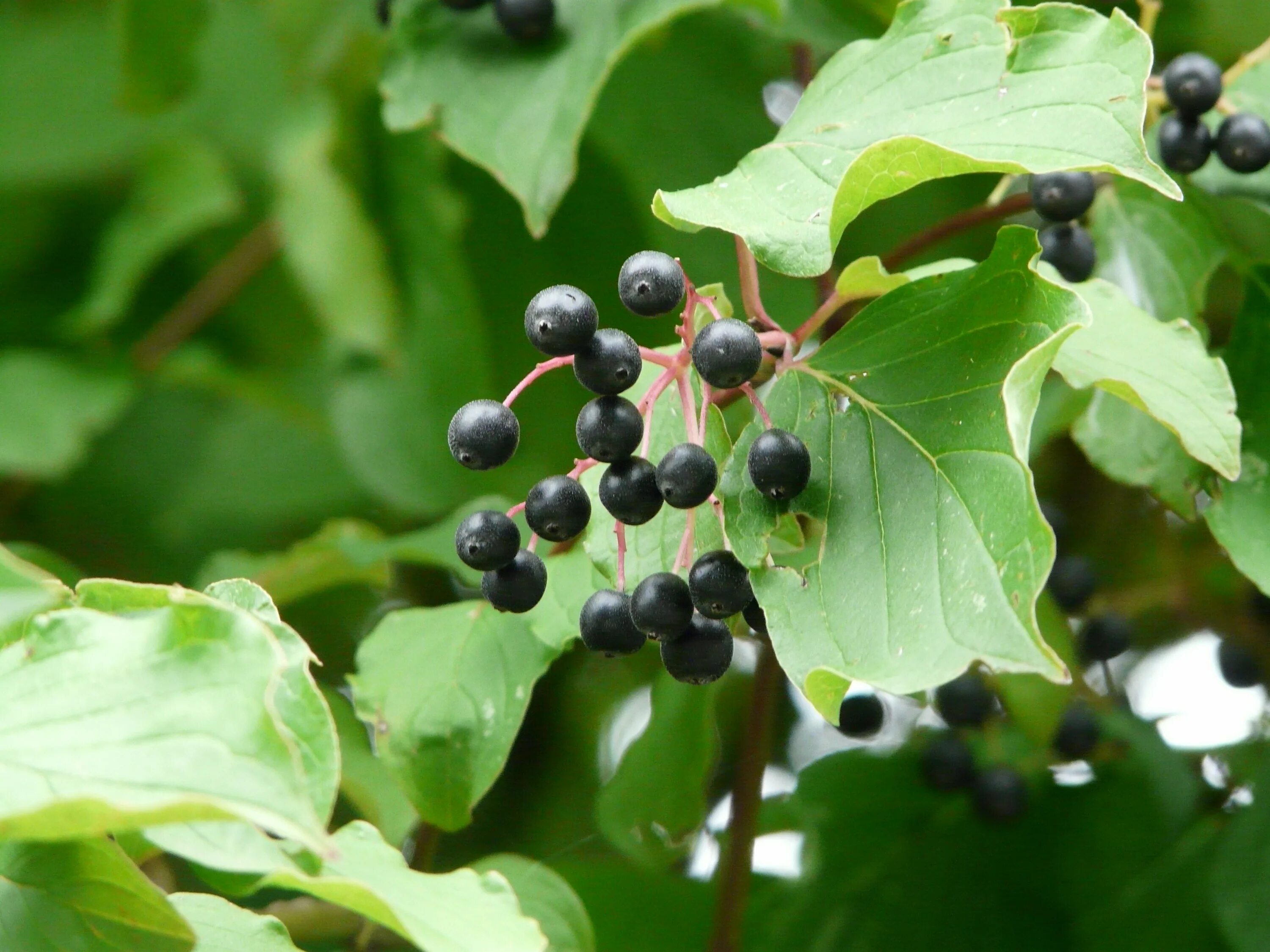Маленькие черные ягоды. Dogwood - Cornus sanguinea черные ягоды. Дерен дикий с черными ягодами. Дерен с черными ягодами. Кизил с черными ягодами.