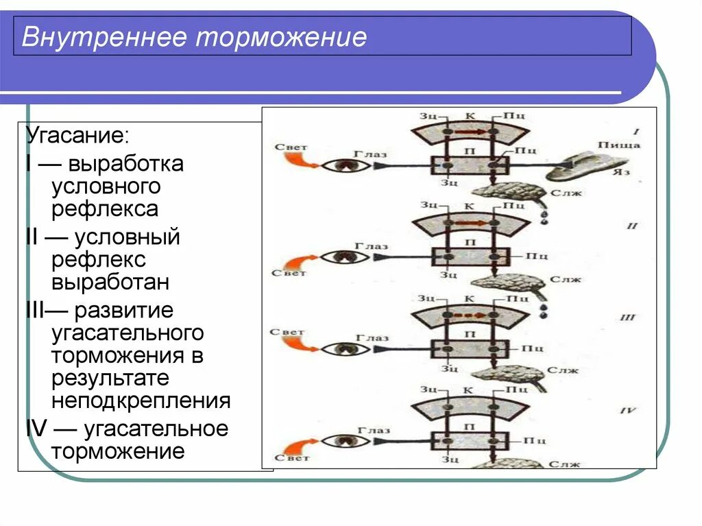 Схема развития внутреннего торможения. Торможение внешнее и внутреннее схема. Торможение условных рефлексов: внешнее и внутреннее торможение. Таблица внешнее и внутреннее торможение. Пример торможения у человека