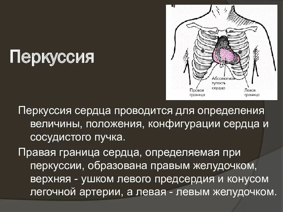 Перкуссия сердца. Проекция границ плевры. Границы легочной плевры. Перкуссия сосудистого пучка. Относительная тупость сердца перкуссия норма.