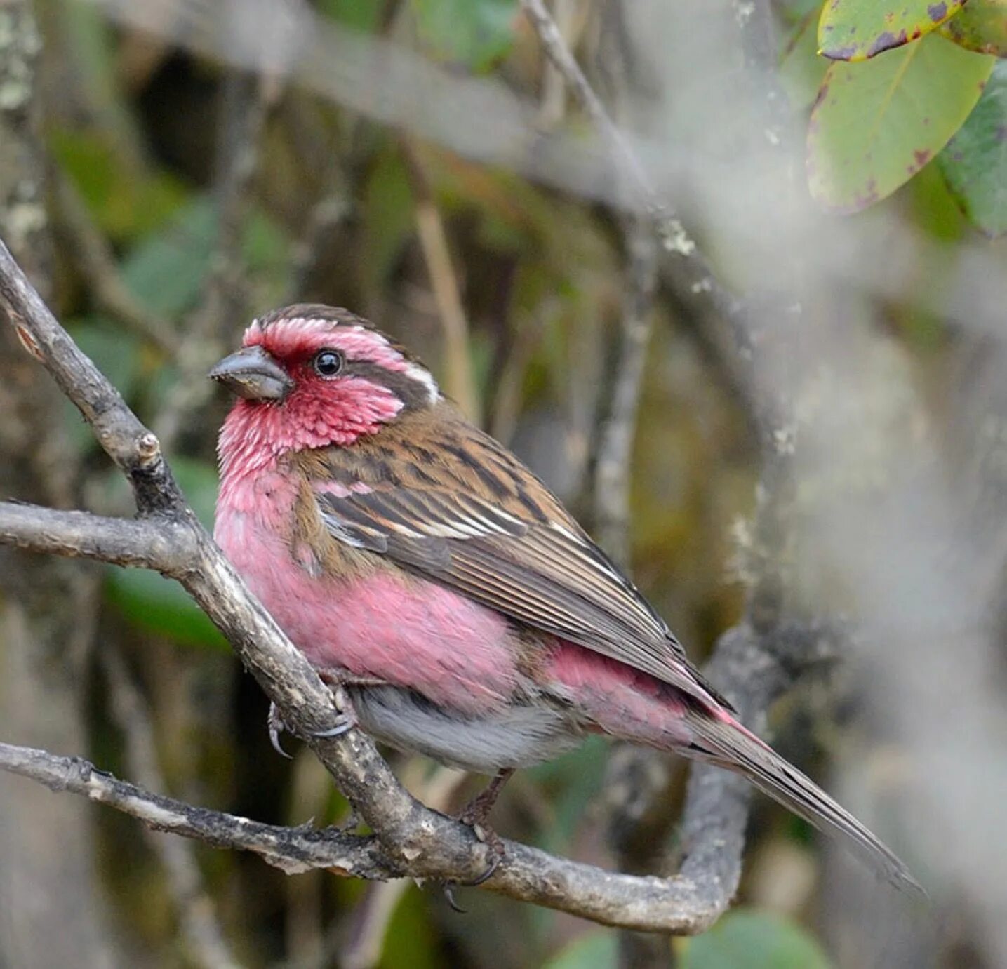 Серо розовая птица. Carpodacus Thura. Розовая чечевица птица. Carpodacus Vinaceus. Carpodacus davidianus.