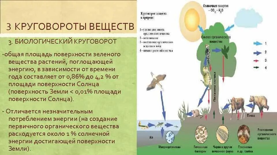 Круговорот веществ в природе 9 класс биология. Биологический круговорот. Круговорот веществ в природе 3 класс окружающий мир рисунок. Круговорот веществ в природе 5 класс биология. Круговорот веществ в биосфере.