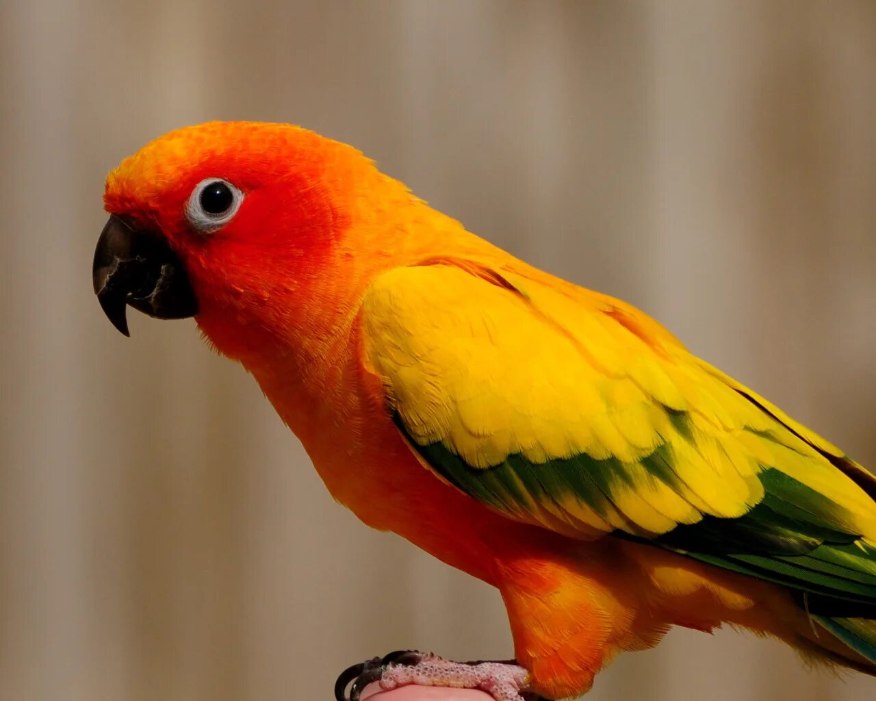 Какаду оранжевый. Аратинга оранжевый попугай. Попугаи какарики оранжевые. Аратинга Янтарный. Оранжевый волнистый попугай.