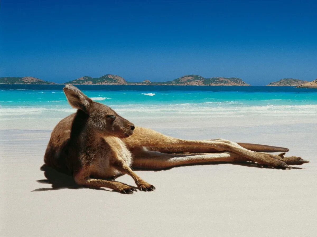 Отдых в австралии и океании. Австралия. Пляжи Австралии. Кенгуру. Остров кенгуру.