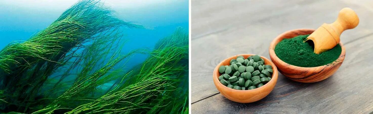 Водоросли спирулина купить. Spirulina водоросль. Спирулина японская. Спирулина 200гр. Спирулина полезиум.