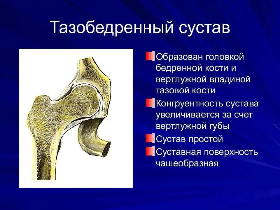 Тип соединение бедренной кости. Внутрисуставные связки тазобедренного сустава. Поперечная связка вертлужной впадины анатомия. Тазобедренный сустав анатомия классификация. Суставы бедренная кость анатомия.