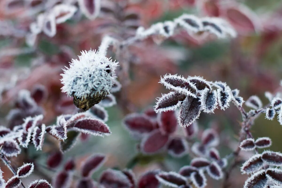 первые заморозки в 2023. первые заморозки в 2023. заморозки. заморозки на земле. заморозки.