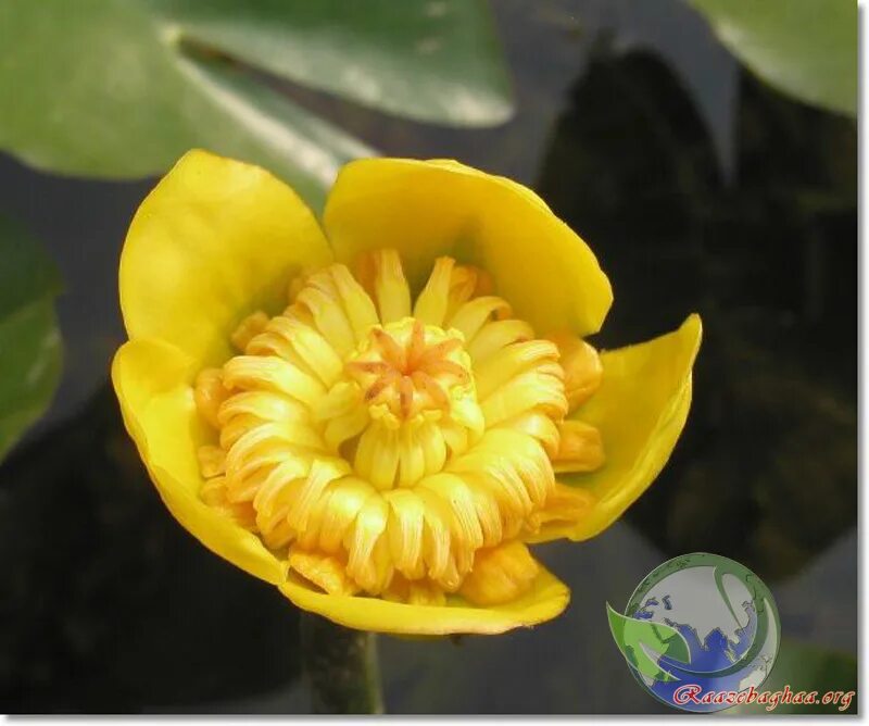 Кубышка сорт. Кубышка адвена. Нимфея японская кубышка японская. Кубышка болотная. Кубышка сорт.