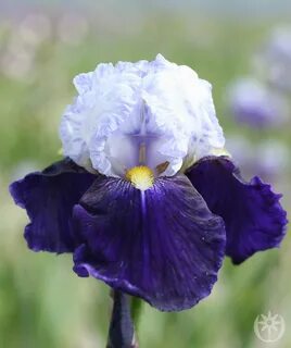 Iris germanica Top white lavender blue, lip dark purple, beard yellow.