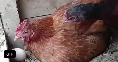 Курица свекровь