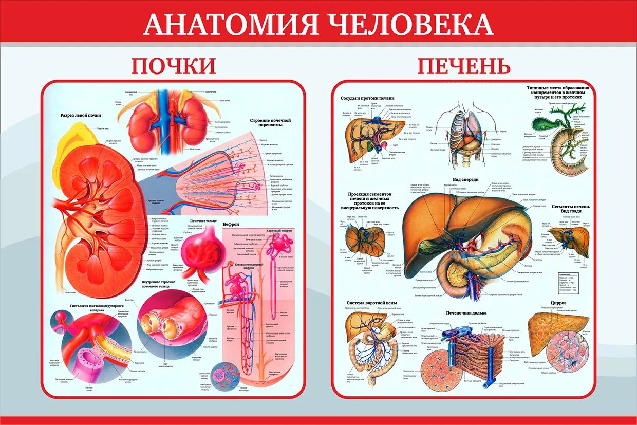 Внутренние органы плакат. Плакаты медицинские анатомические. Плакат внутренние органы человека. Плакаты по анатомии человека. Анатомическая система организма